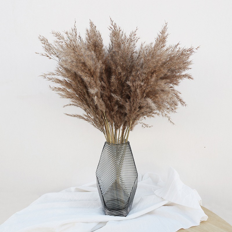 Bonsai Garden Decor - 10Pcs Colorful Natural Reeds Pampas Grass