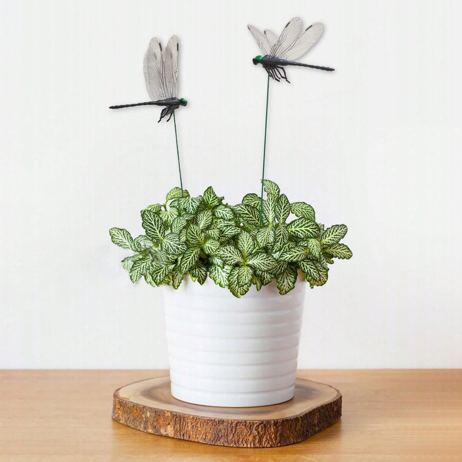 10 Pcs Dragonfly Decorative S, - Bonsai Garden Decor review and price