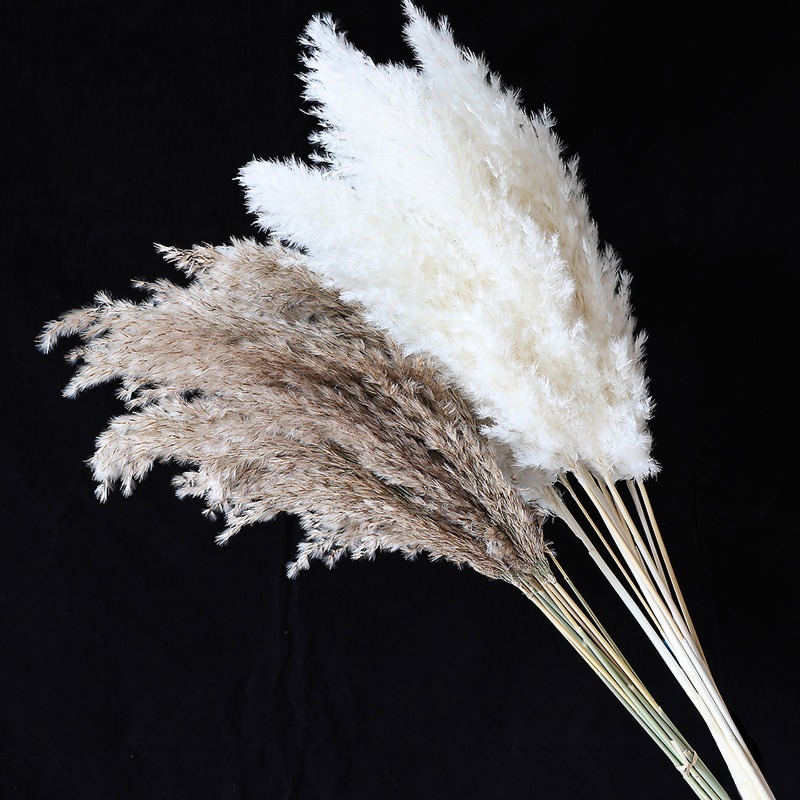 10Pcs Colorful Natural Reeds P - Bonsai Garden Decor review and price