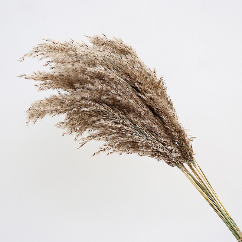 10Pcs Colorful Natural Reeds P - Bonsai Garden Decor review and price