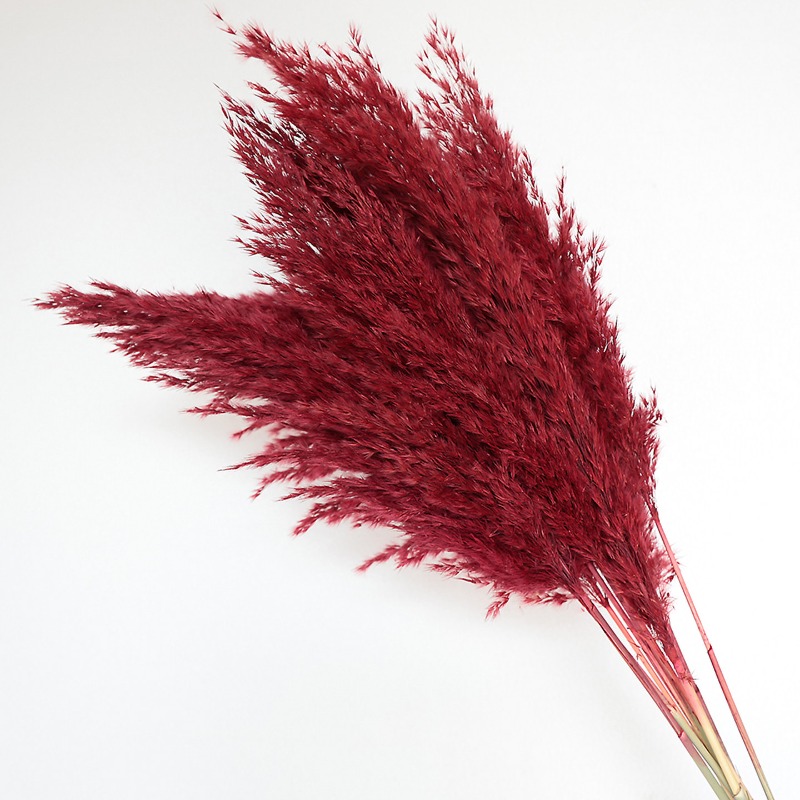 10Pcs Colorful Natural Reeds P - Bonsai Garden Decor review and price