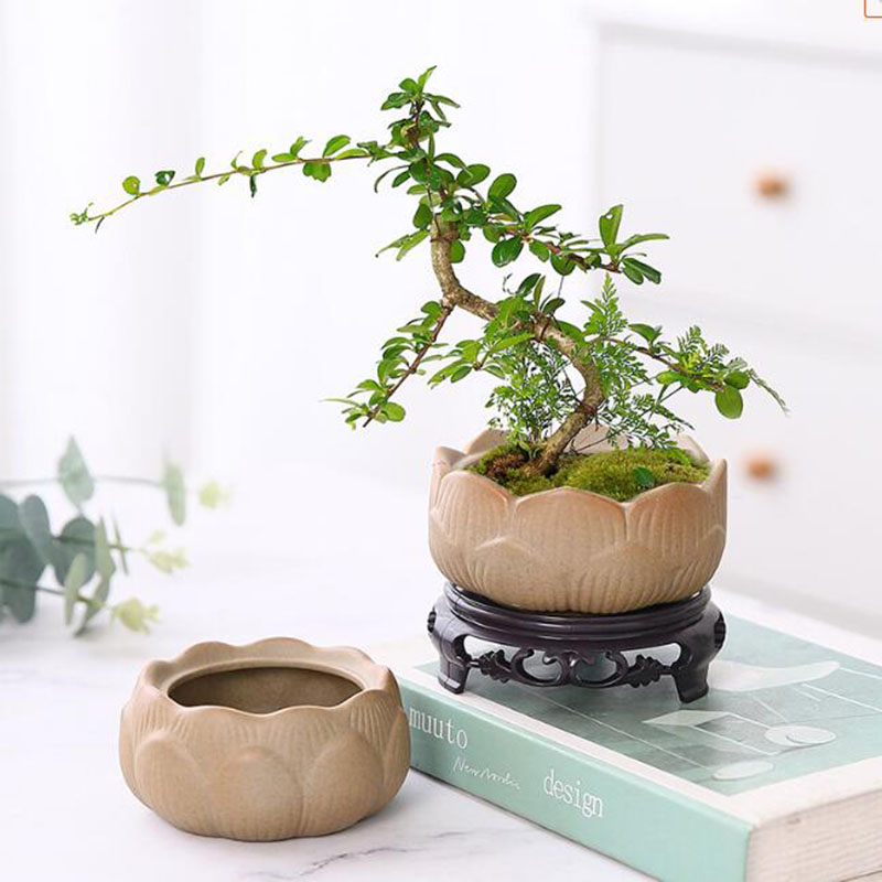 Coarse Pottery Lotus Green Pla - Bonsai Garden Europe review and price