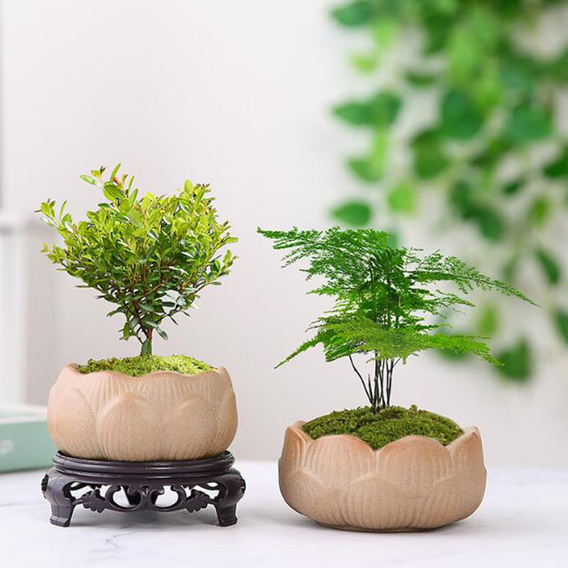 Coarse Pottery Lotus Green Pla - Bonsai Garden Europe review and price