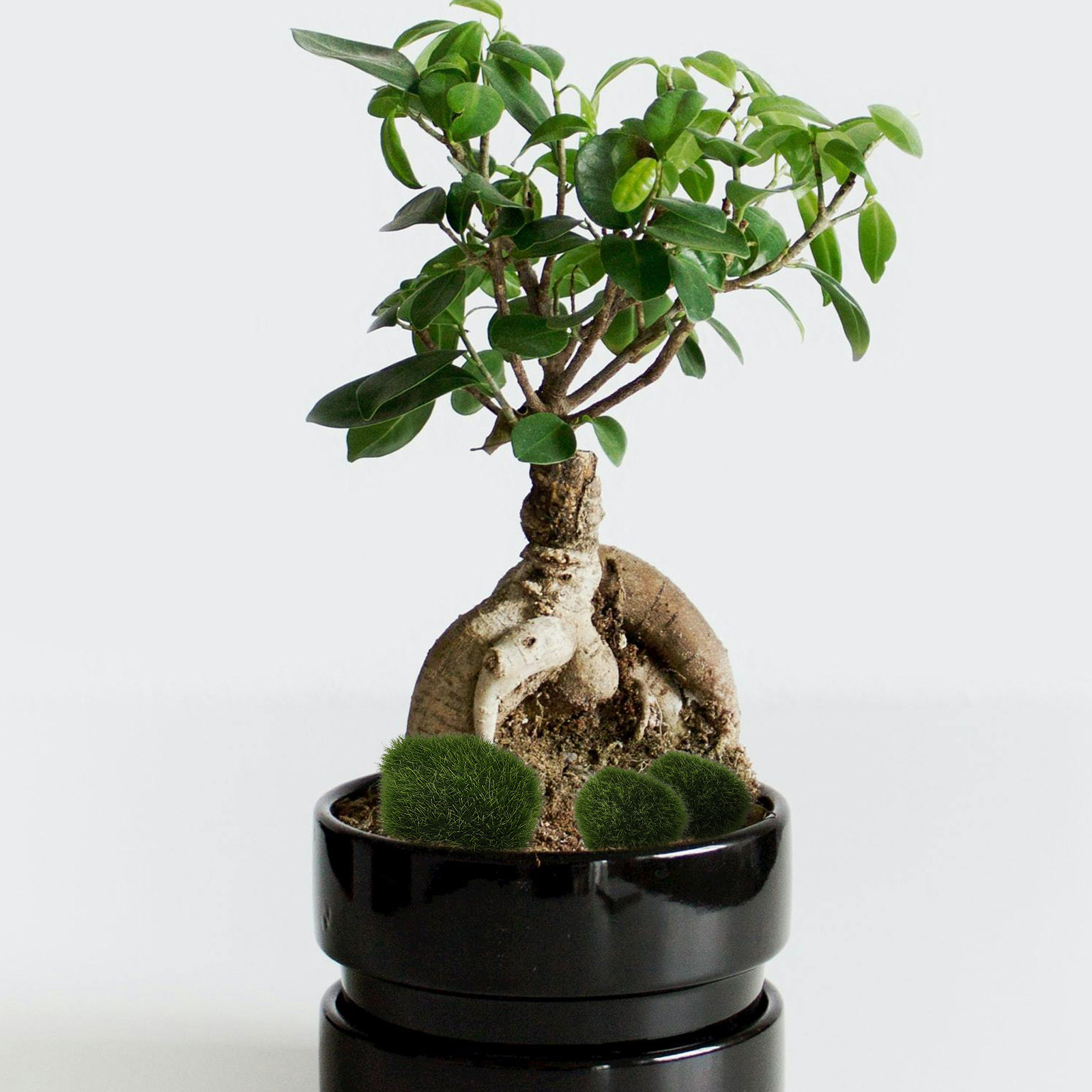 5Pcs Artificial Moss Stone Bac - Bonsai Rock Garden review and price